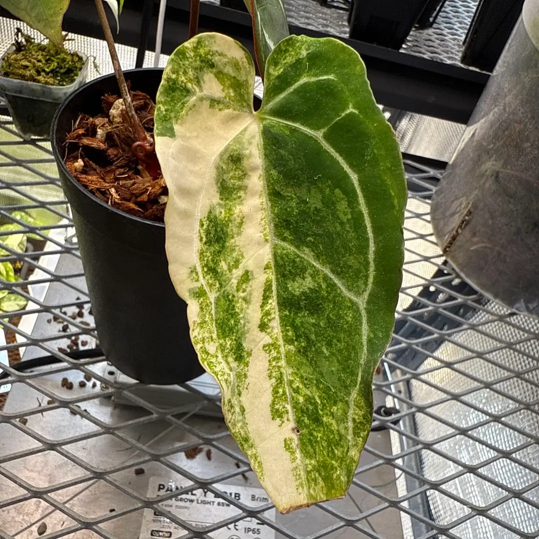 2026年最新】アンスリウム クリスタリナム シルバーの人気アイテム