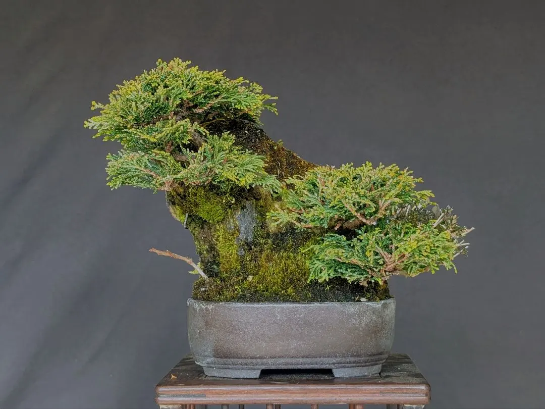 2026年最新】津山ヒノキの人気アイテム - メルカリ