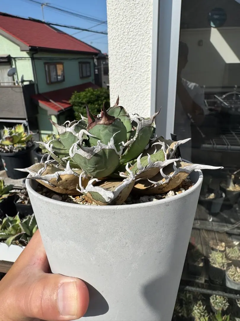 2026年最新】オアハカワイルドの人気アイテム - メルカリ