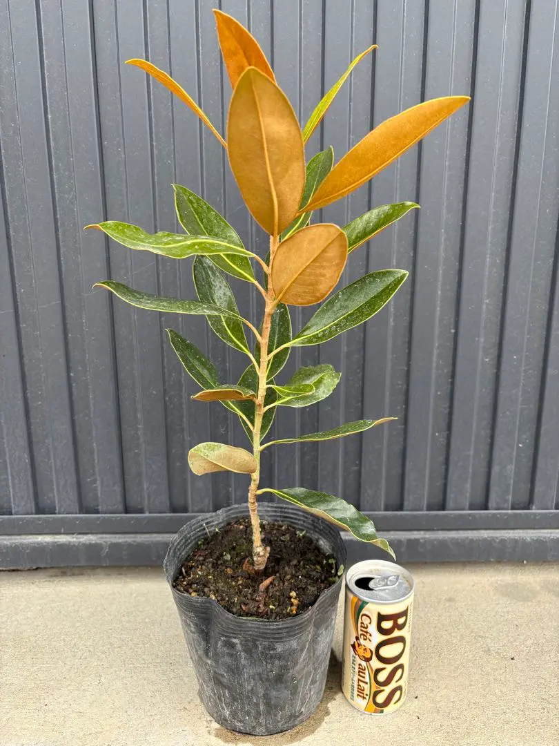 2026年最新】タイサンボク リトルジェム 苗の人気アイテム - メルカリ