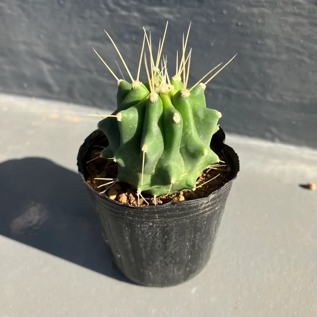 2026年最新】フェロカクタス 王冠竜の人気アイテム - メルカリ