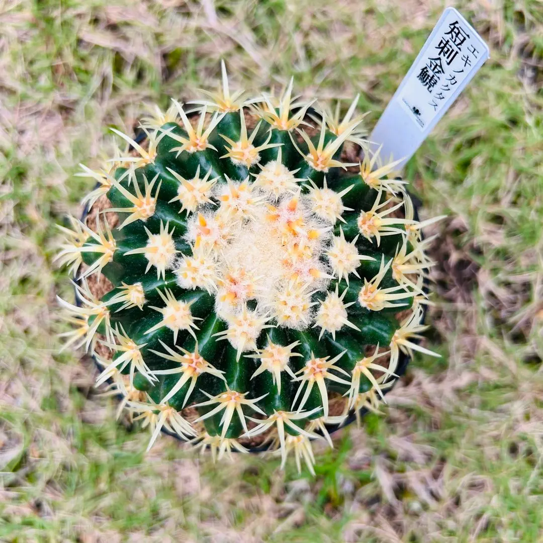 2026年最新】短刺金鯱の人気アイテム - メルカリ