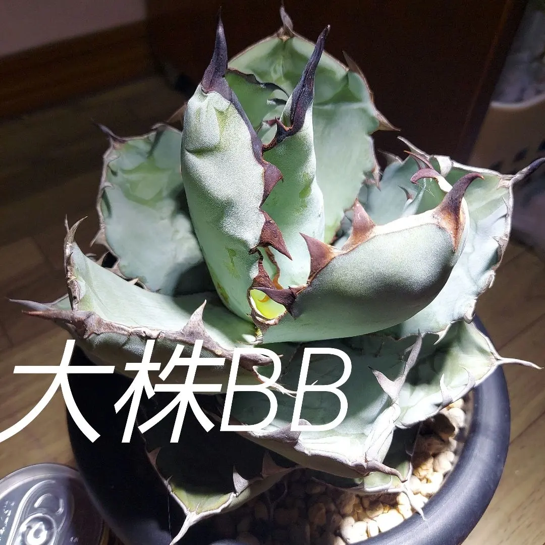 2026年最新】ブラックアンドブルー 大株の人気アイテム - メルカリ