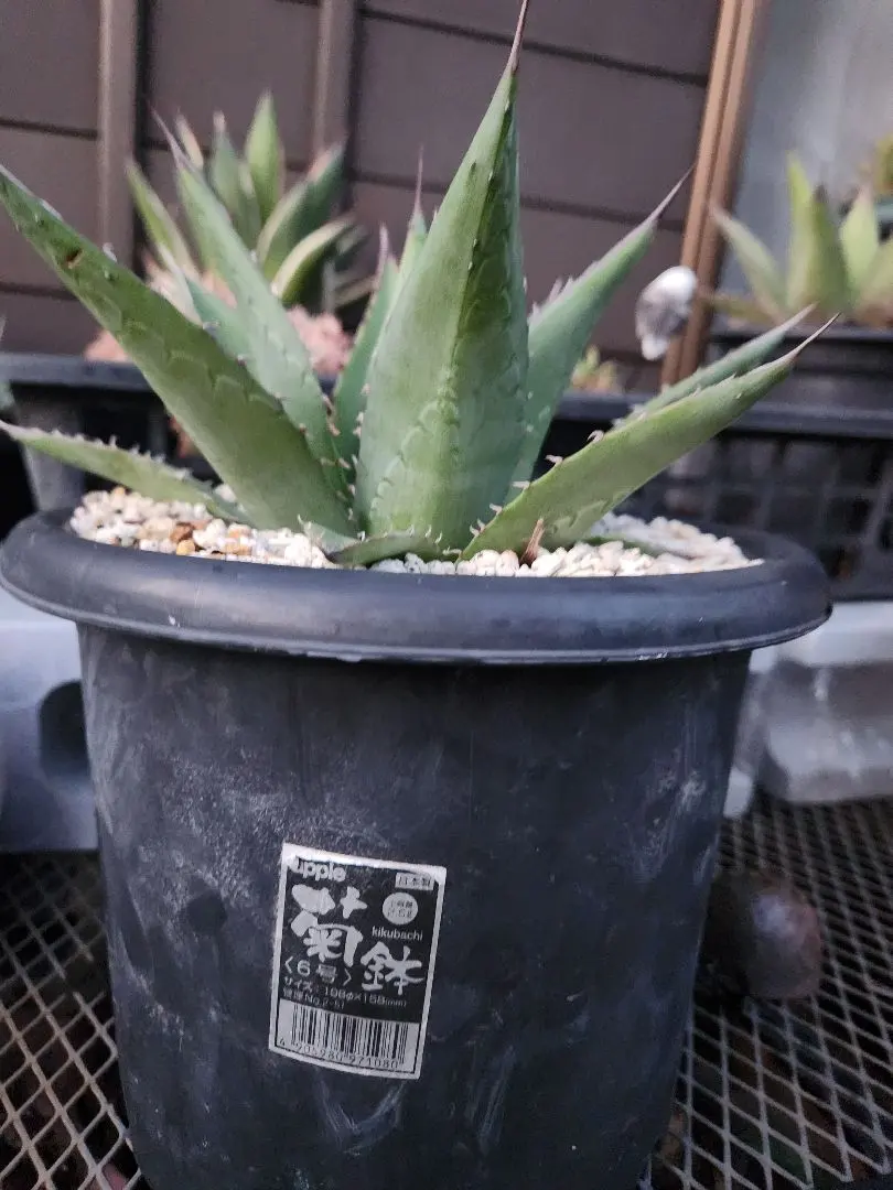 2026年最新】ショータイム アガベの人気アイテム - メルカリ