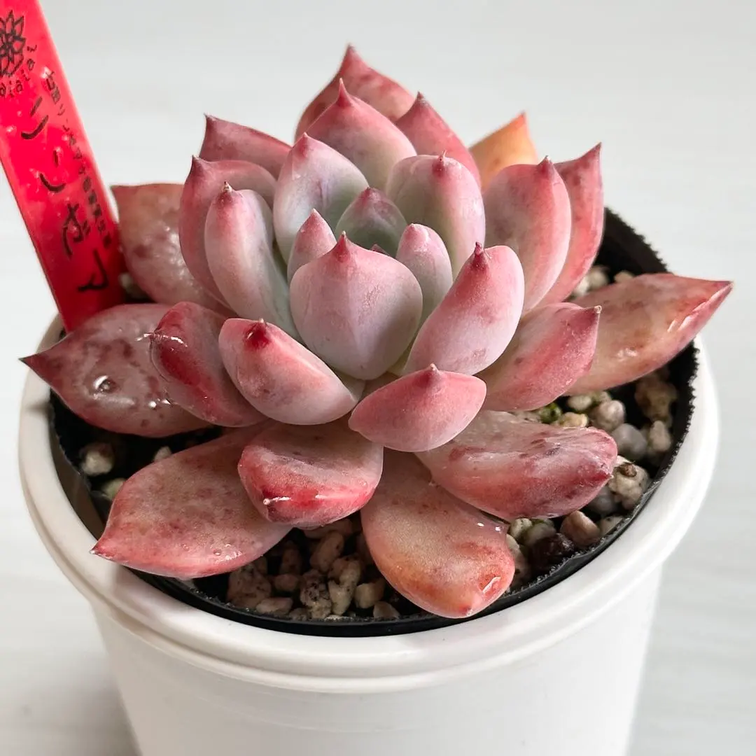 2026年最新】臼田リンゼアナの人気アイテム - メルカリ