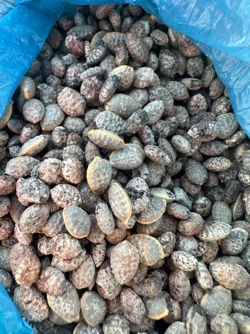 2026年最新】アデニアペチュエリーの人気アイテム - メルカリ