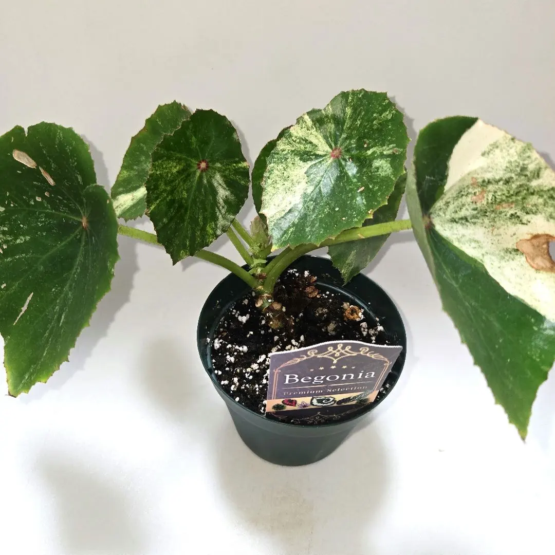 2026年最新】ベゴニア ルージュの人気アイテム - メルカリ