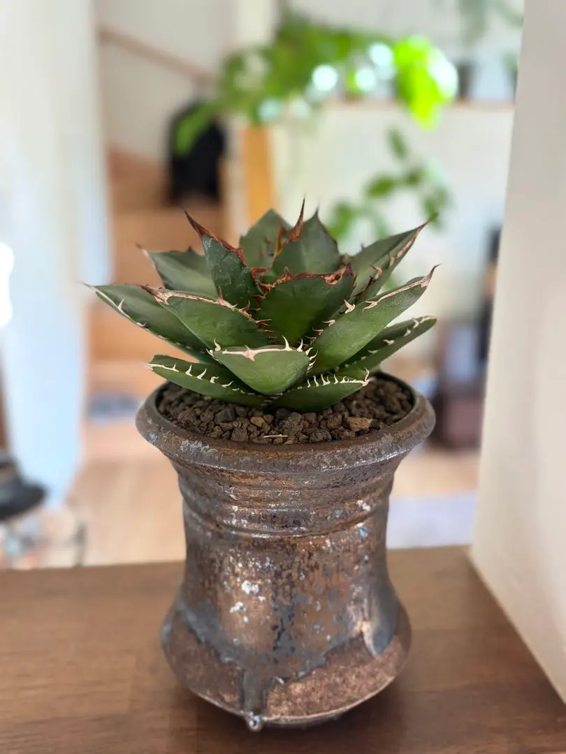 2026年最新】宝珠 アガベの人気アイテム - メルカリ