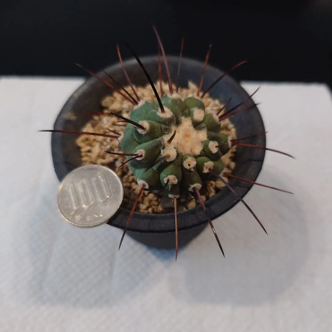 2026年最新】黒士冠の人気アイテム - メルカリ