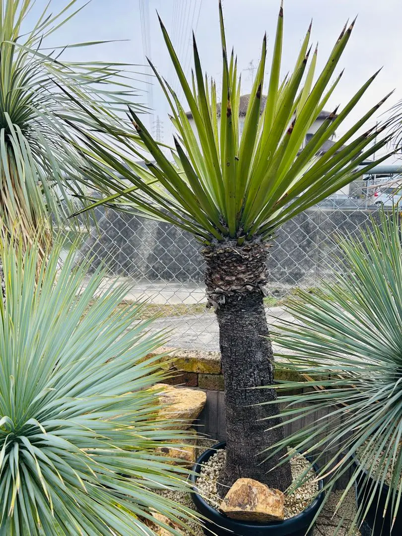 2026年最新】ユッカ ファクソニアーナの人気アイテム - メルカリ