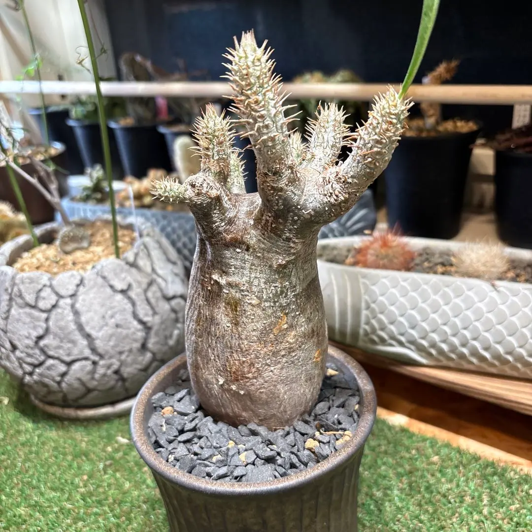 2026年最新】パキポ イノピナツムの人気アイテム - メルカリ