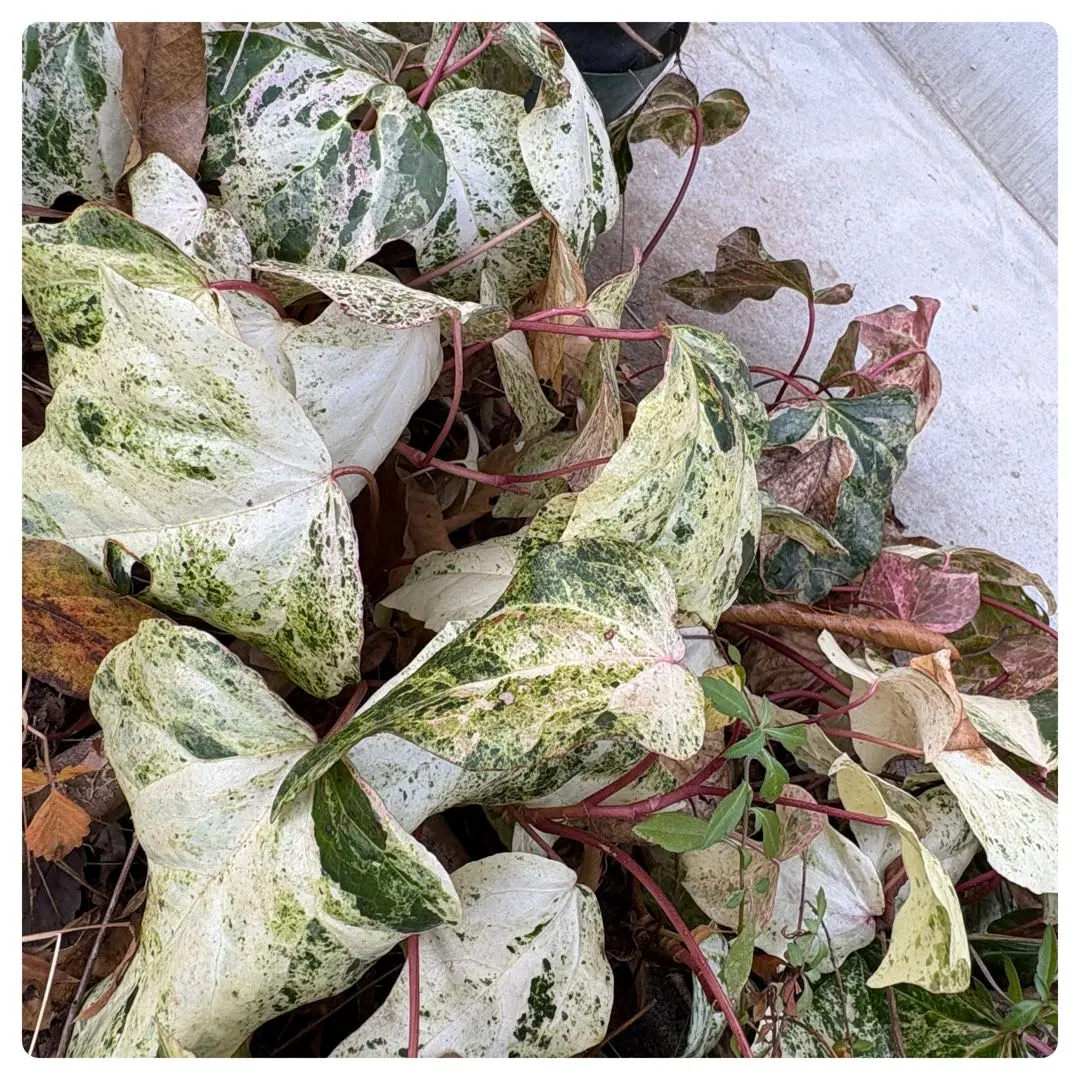 2026年最新】オカメヅタの人気アイテム - メルカリ