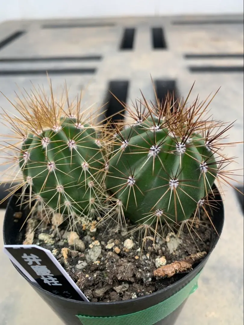 2026年最新】弁慶柱の人気アイテム - メルカリ