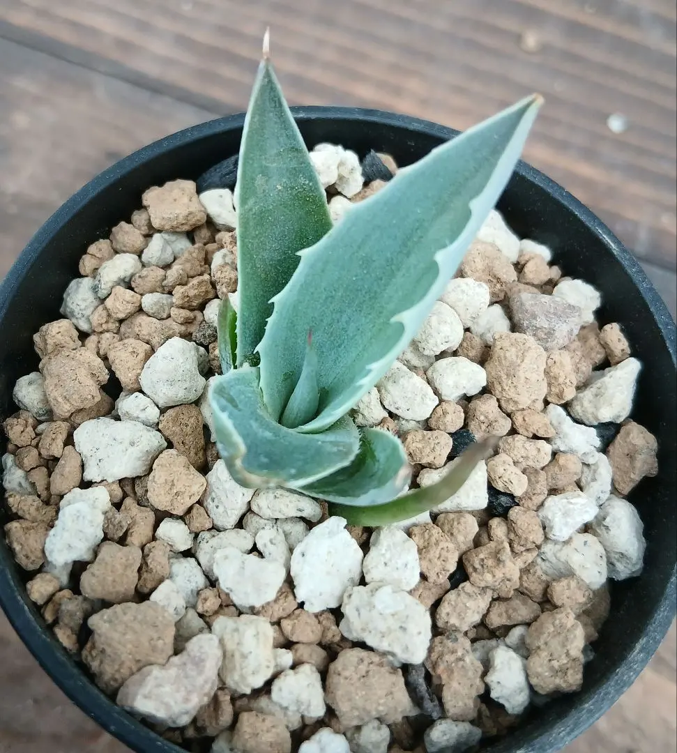 2026年最新】オバティフォリア フロスティブルーの人気アイテム - メルカリ