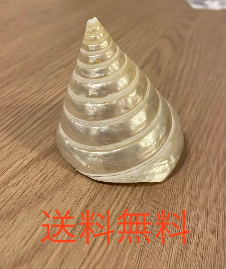 2026年最新】タカセ貝の人気アイテム - メルカリ