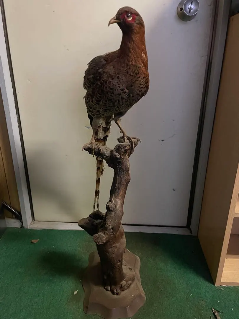 2026年最新】雉 剥製の人気アイテム - メルカリ