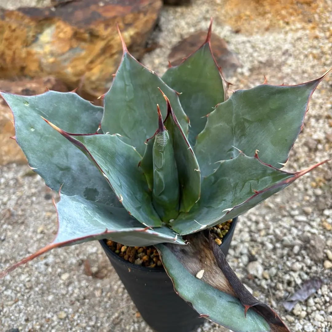 2026年最新】アガベ ブルーブライアンの人気アイテム - メルカリ