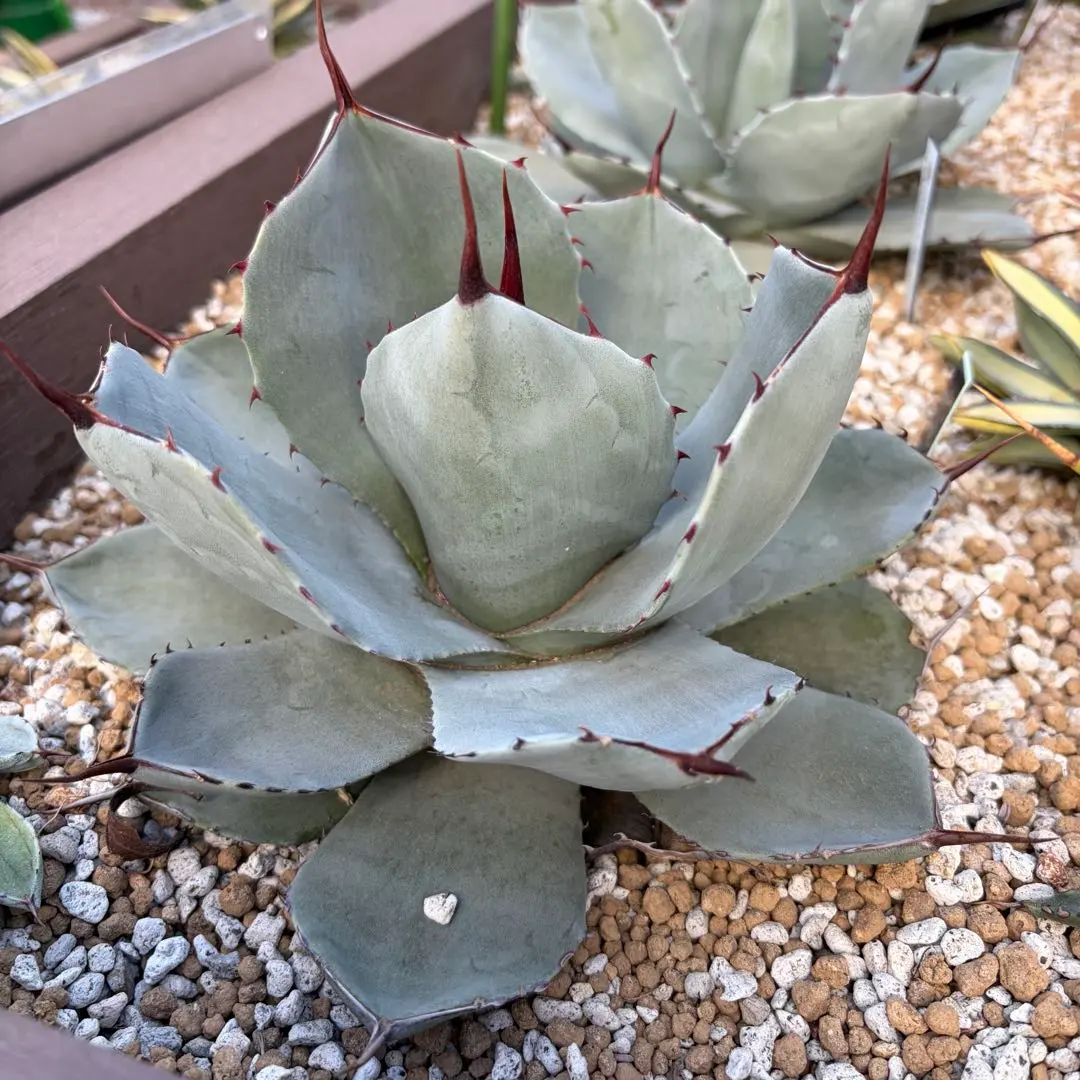 2026年最新】アガベ パリー ハンティントンの人気アイテム - メルカリ