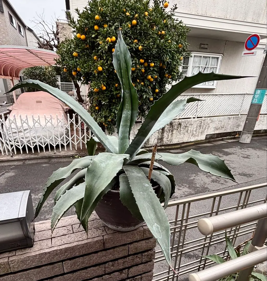 2026年最新】アガベ ブルーベルジャイアントの人気アイテム - メルカリ