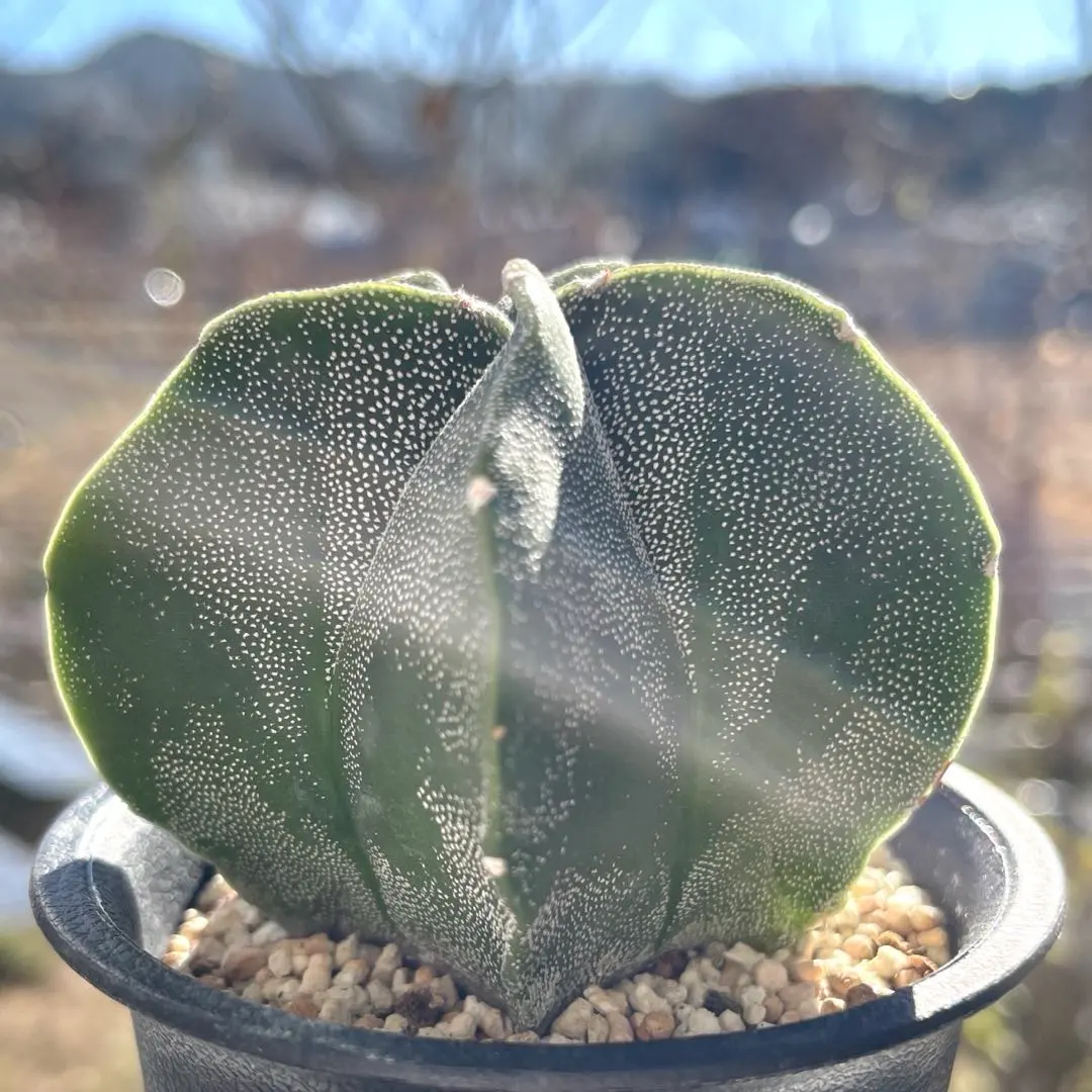 2026年最新】アストロフィツム ストロンギの人気アイテム - メルカリ