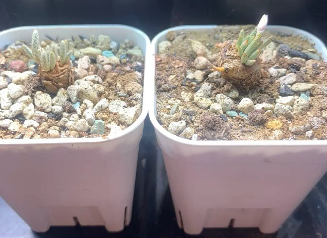 2026年最新】アボニア クイナリアの人気アイテム - メルカリ