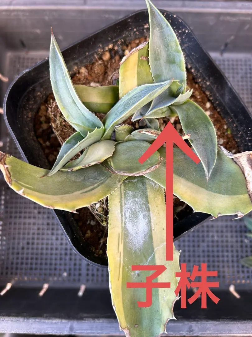 2026年最新】オバティフォリアオルカの人気アイテム - メルカリ