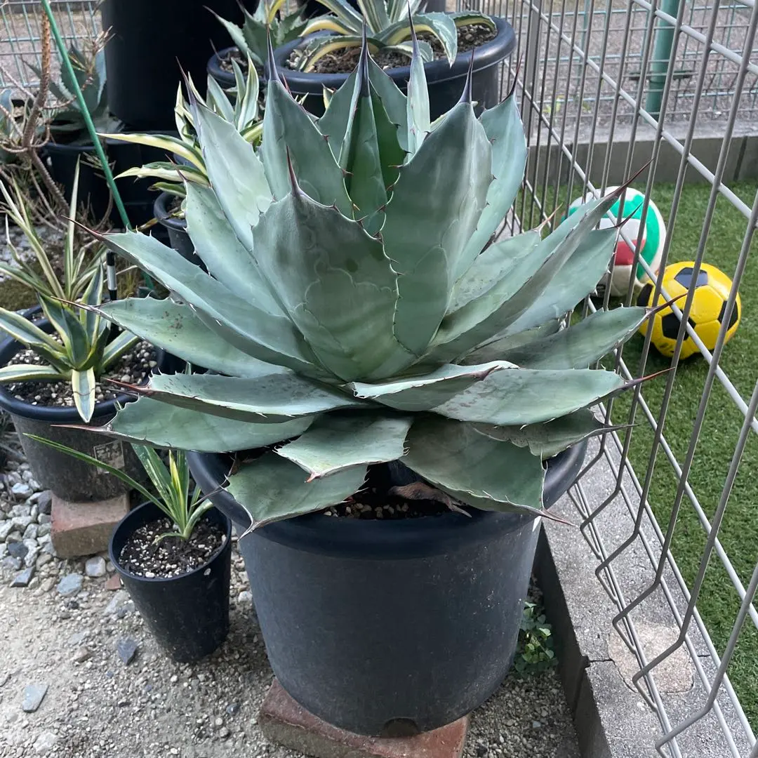 2026年最新】アガベ ブルーブライアンの人気アイテム - メルカリ