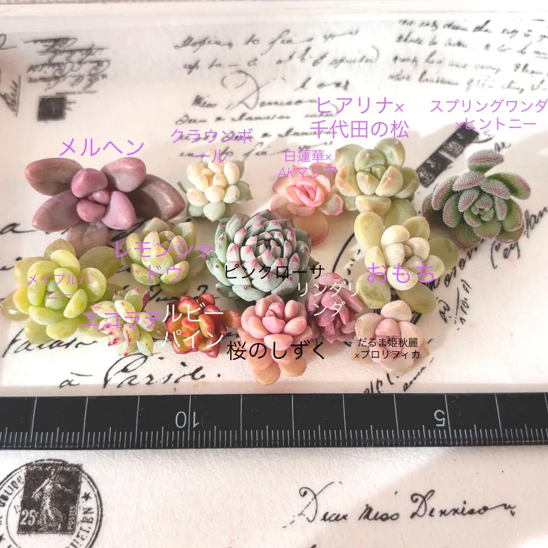 2026年最新】ロッティ交配種の人気アイテム - メルカリ