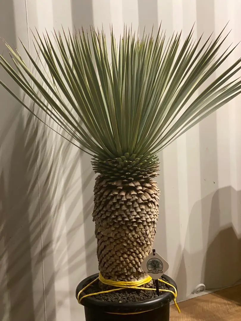 2026年最新】ユッカ マルデヌベスの人気アイテム - メルカリ