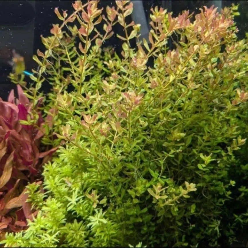 2026年最新】ホシクサspの人気アイテム - メルカリ