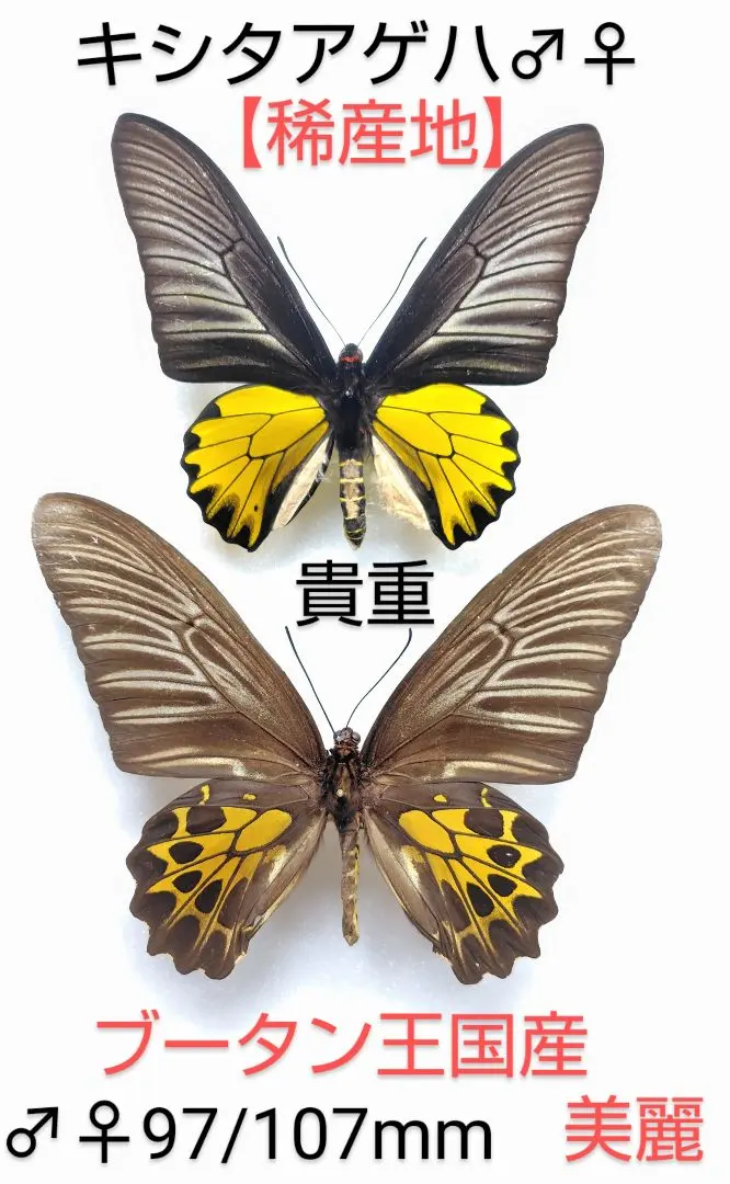 2026年最新】キシタアゲハの人気アイテム - メルカリ