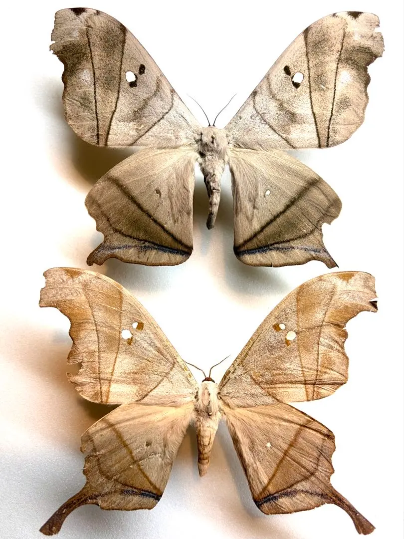 2026年最新】標本 ヤママユの人気アイテム - メルカリ