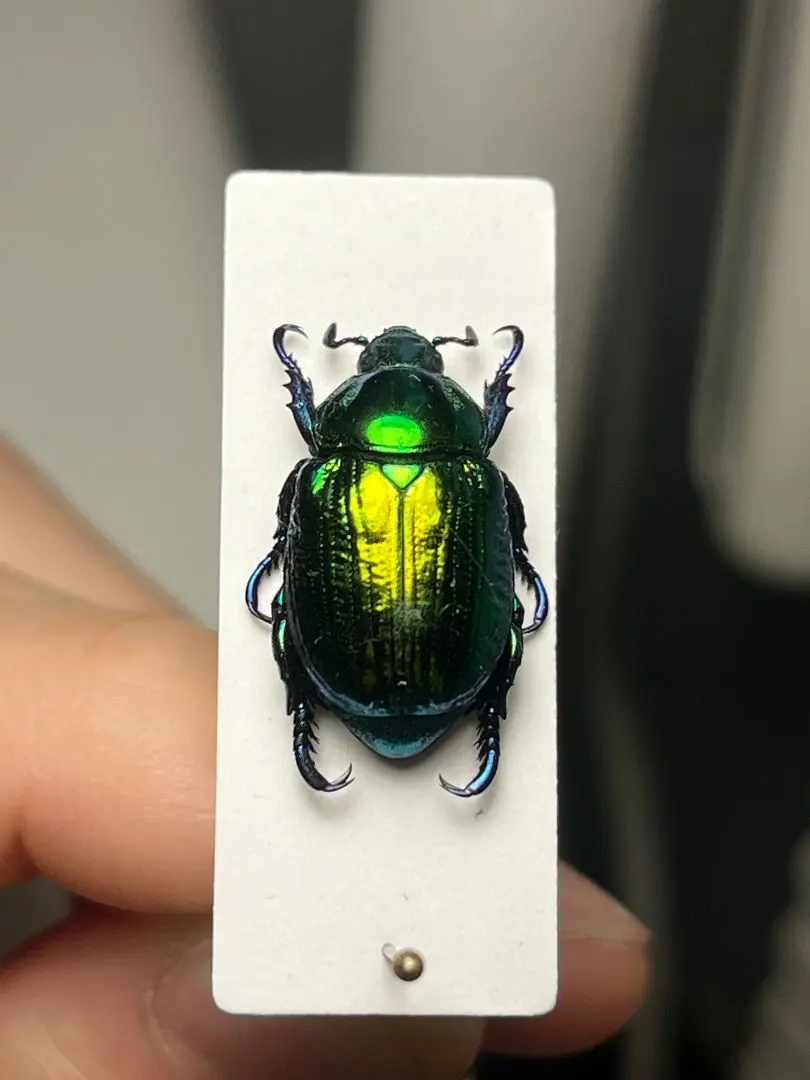 2026年最新】プラチナコガネ 標本の人気アイテム - メルカリ