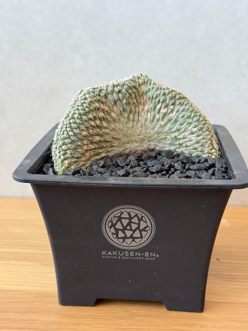 2026年最新】菊水 綴化の人気アイテム - メルカリ