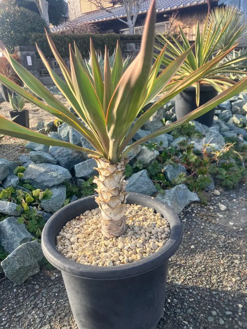 2026年最新】ユッカ グロリオサ キミガヨランの人気アイテム - メルカリ