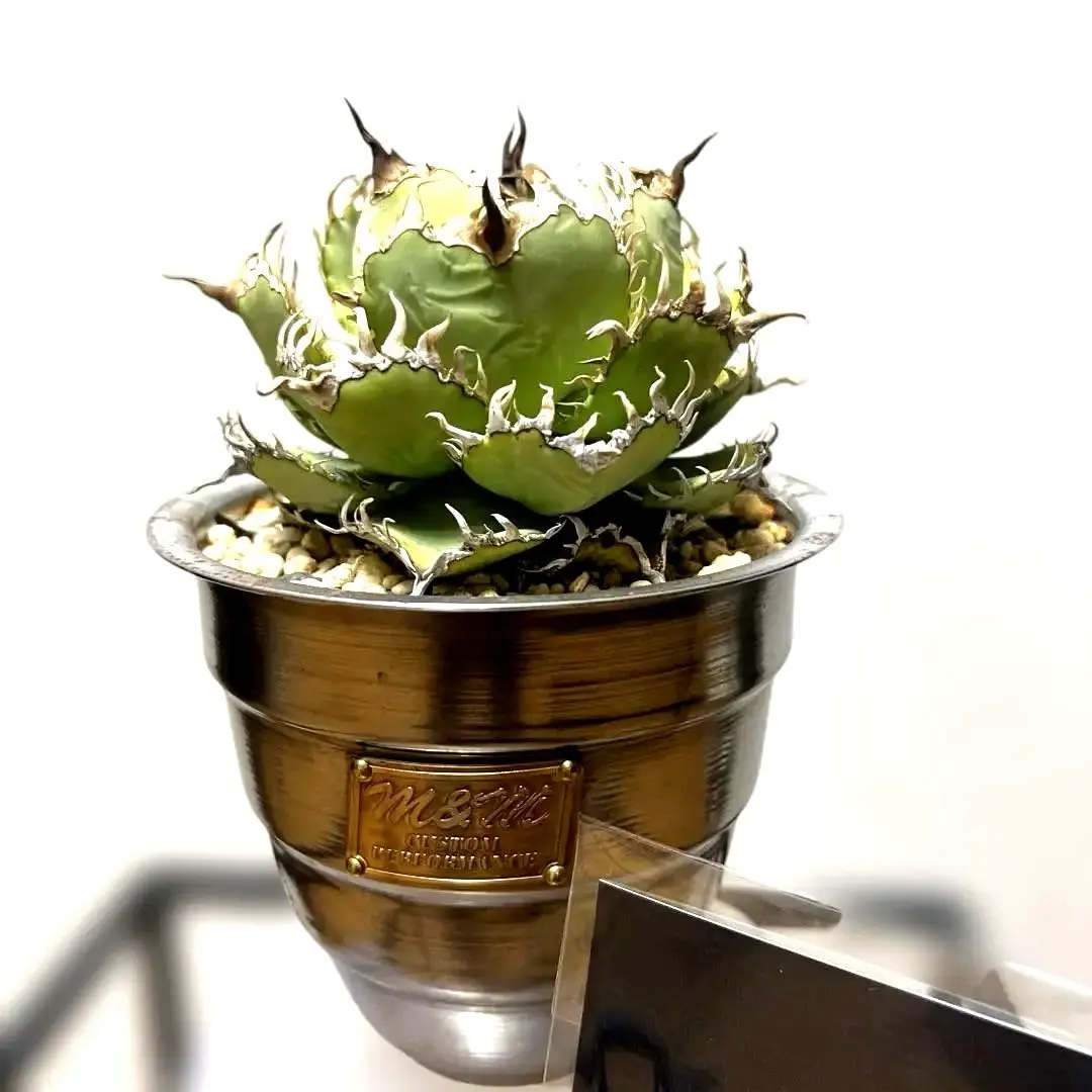 2026年最新】masses 鉢 m&mの人気アイテム - メルカリ