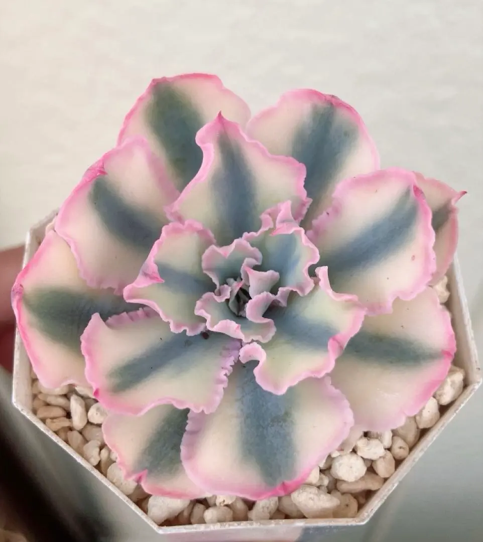 2026年最新】フローレンス錦の人気アイテム - メルカリ