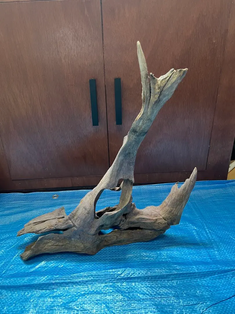 2026年最新】ホーンウッド adaの人気アイテム - メルカリ