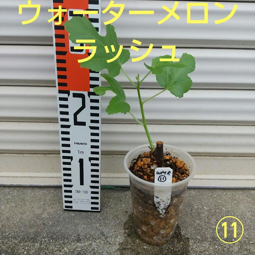2026年最新】イチジク苗木ウォーターメロンラッシュの人気アイテム