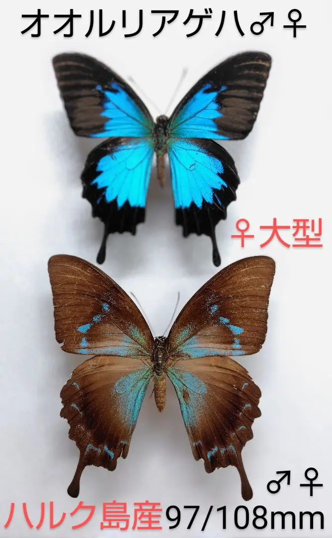 2026年最新】オオルリアゲハ 標本の人気アイテム - メルカリ