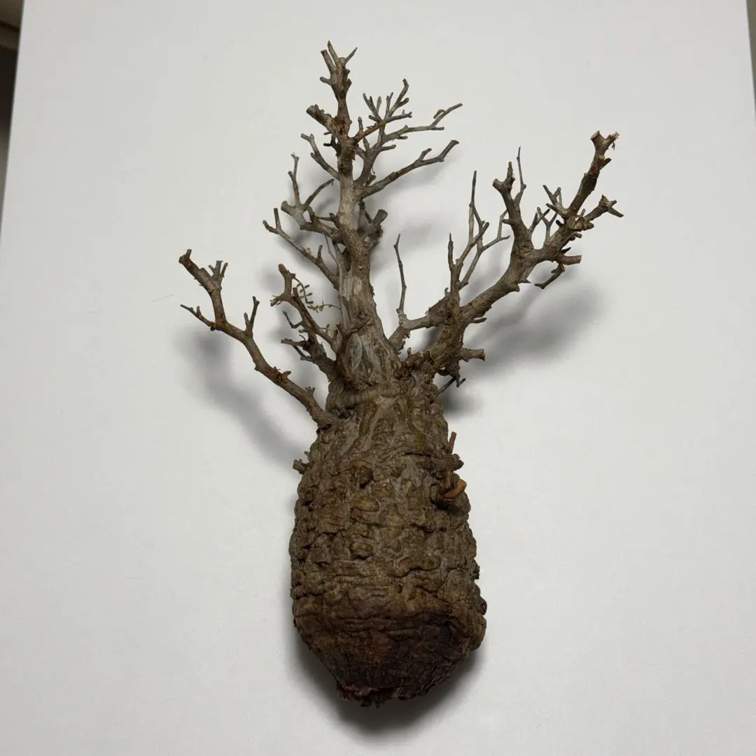 2026年最新】オペルクリカリア パキプス ベアルートの人気アイテム