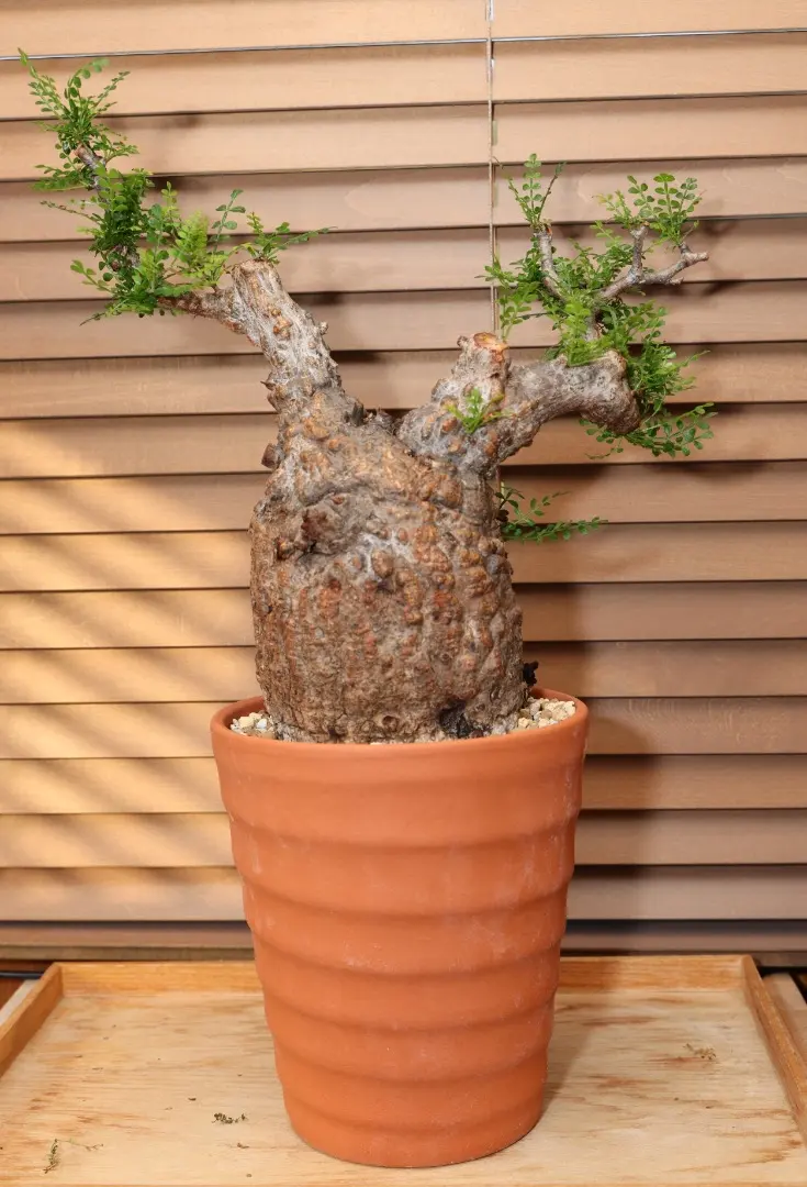 2026年最新】オペルクリカリア パキプス ベアルートの人気アイテム