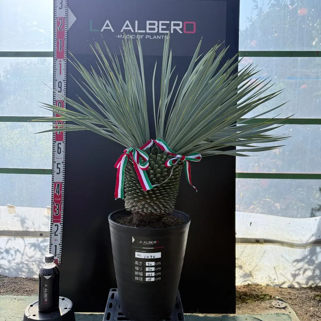 2026年最新】ロストラータ 分頭の人気アイテム - メルカリ