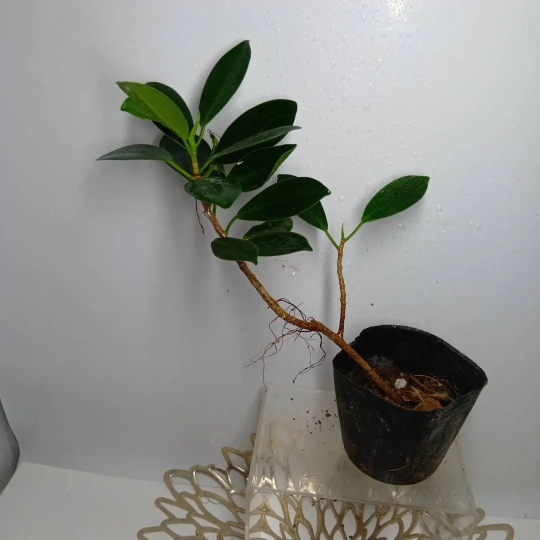 2026年最新】尖閣ガジュマルの人気アイテム - メルカリ