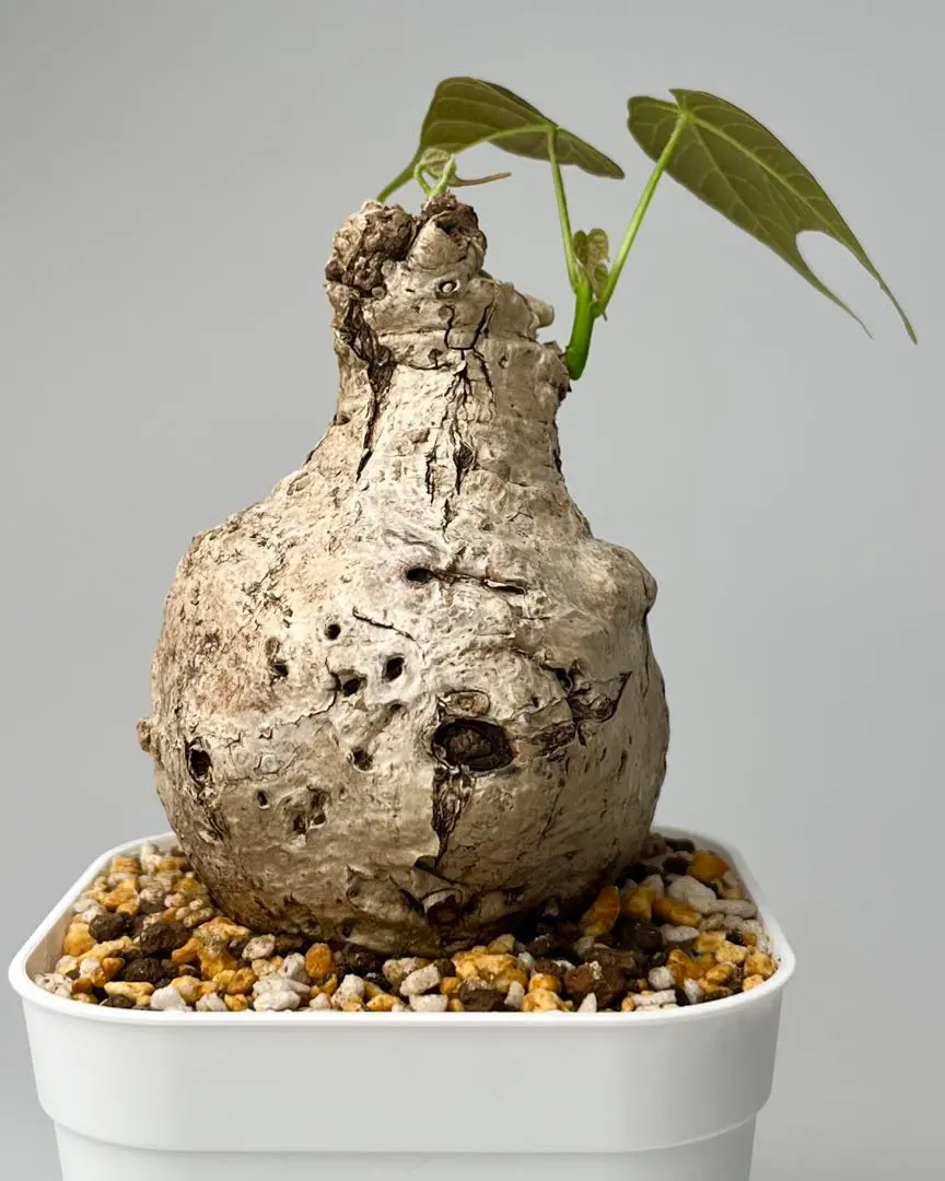 2026年最新】フィルミアナの人気アイテム - メルカリ