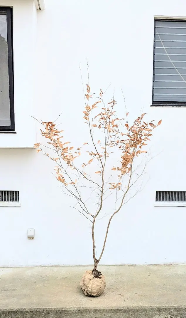 2026年最新】山採り ヤマコウバシの人気アイテム - メルカリ