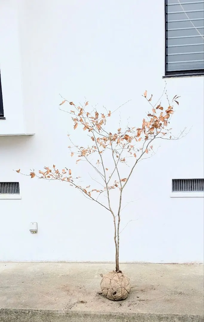 2026年最新】山採り ヤマコウバシの人気アイテム - メルカリ