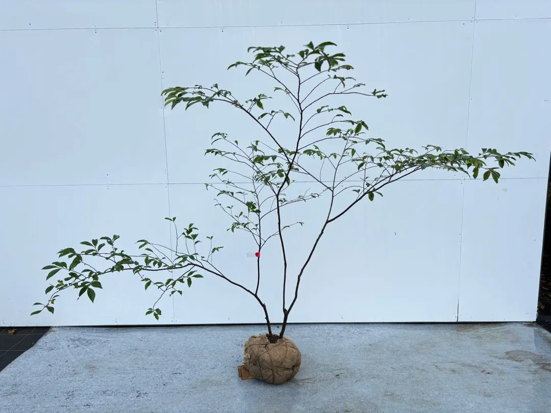 2026年最新】山採り ヤマコウバシの人気アイテム - メルカリ