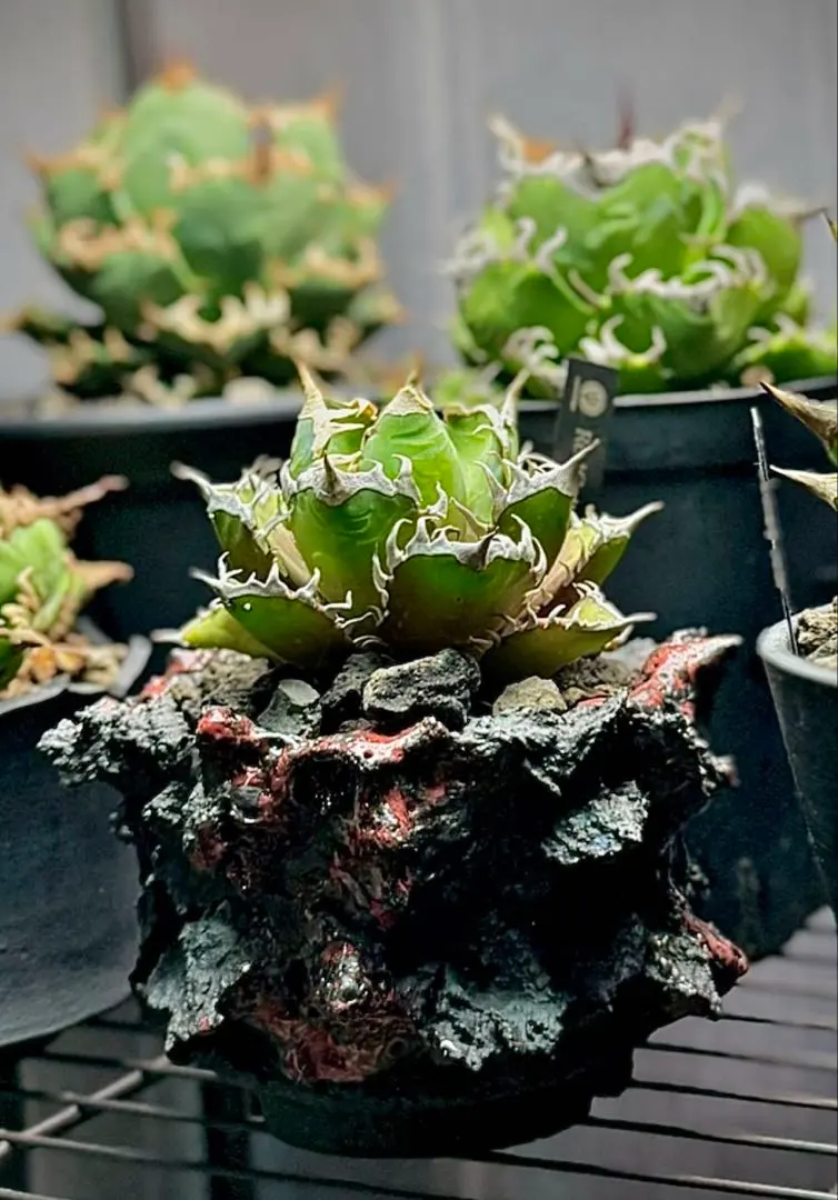 2026年最新】gOat 鉢の人気アイテム - メルカリ