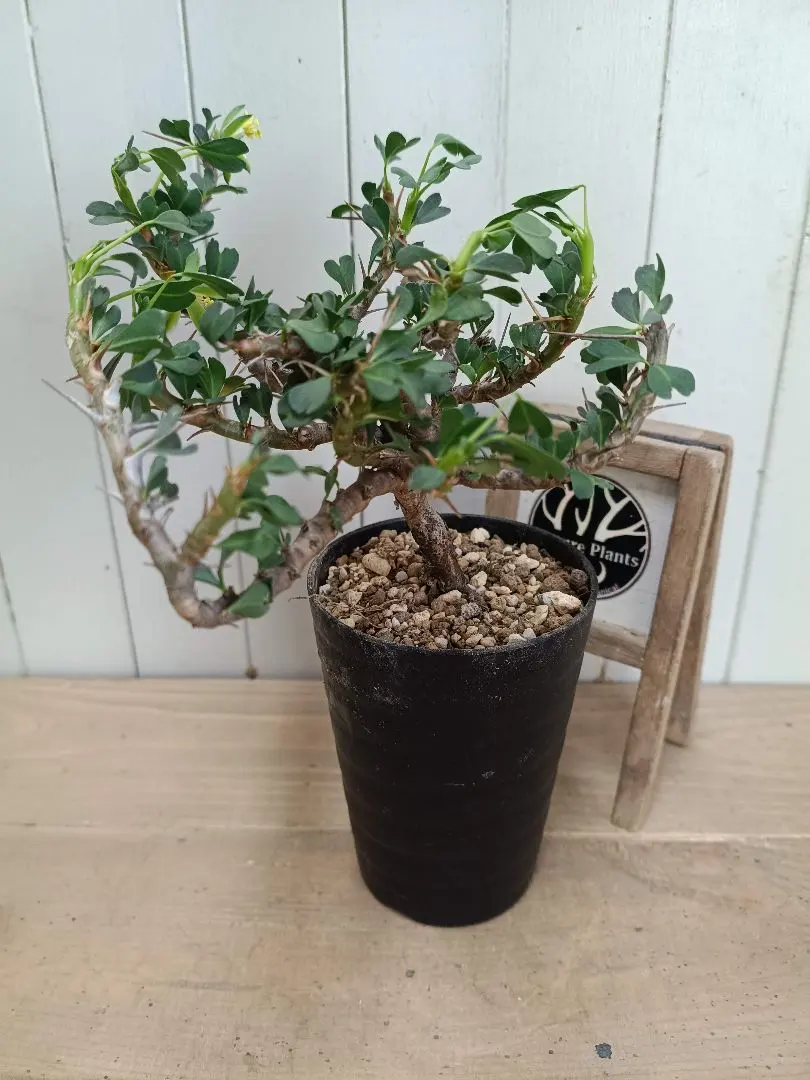 2026年最新】サルコカウロン バンデリエティアエの人気アイテム - メルカリ